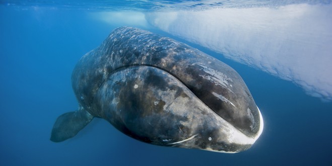 Bowhead whale rises to the surface of the sea. (Photo by Paul Nicklen)