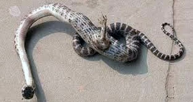 snakemain