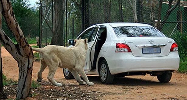 clever-lion-pic-ketts-image-2-522487073