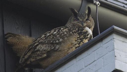 Netherlands Aggressive Owl