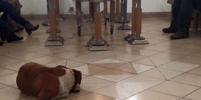 dog11-e1427483132148_700_587_c1