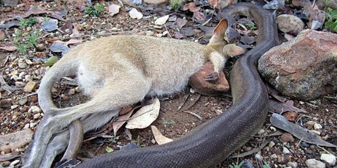 kangaroo