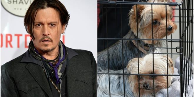 johnny-depp-dogs_700_468_c1