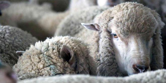 sheep