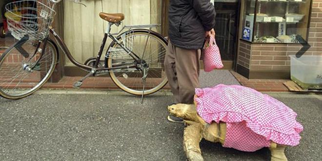 turtle