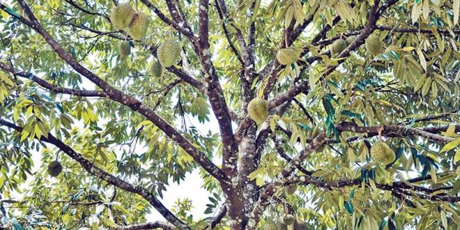 durian070215_700_466_c1