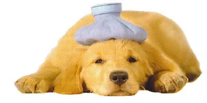 sick_puppy-600x319