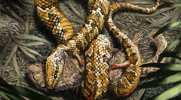 sn-fossilsnakesEMBED