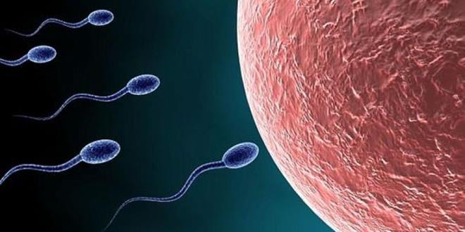 sperm