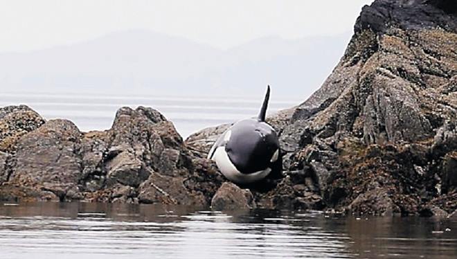 whale20150726a_700_397_c1