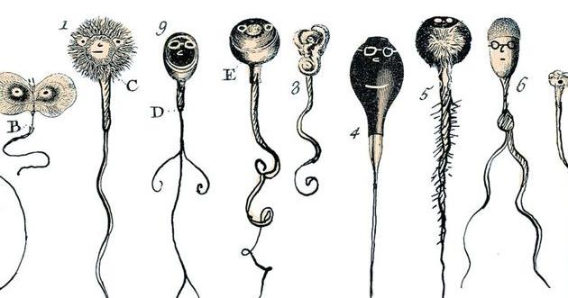 Sperm