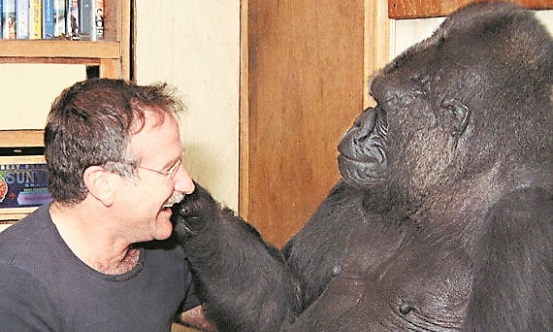 o-ROBIN-WILLIAMS-KOKO-570