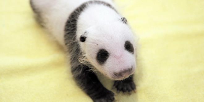 20151024PANDA_(1)_700_573_c1