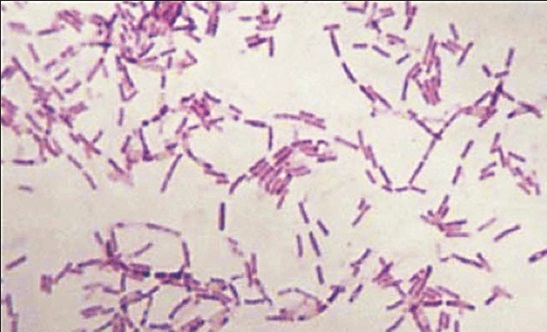 BacillusF