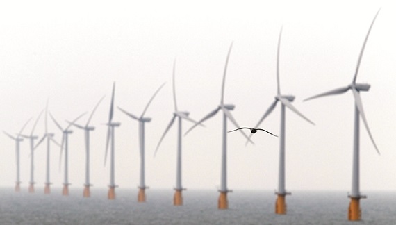 A seagull flies past wind turbines at Thanet Offshore Wind Farm off the Kent coast in southern England