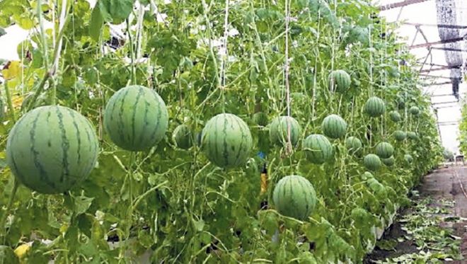 151023HY02_700_525_c1