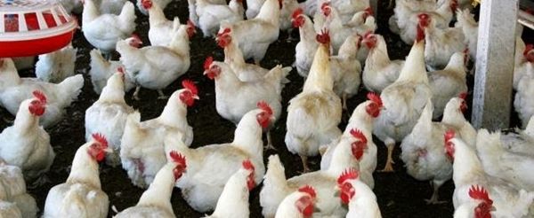 3-2BTips-2BBudidaya-2BAyam-2BKampung