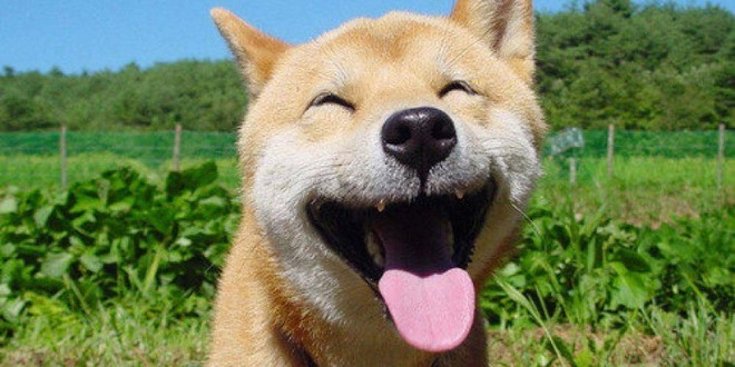 hppy dogs