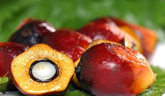 kelapa_sawit_2