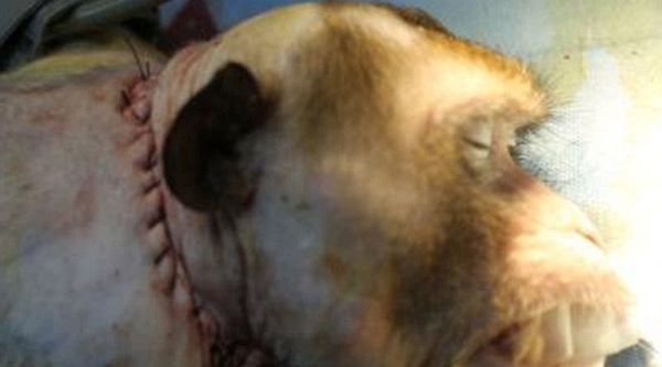 3061951000000578-3408400-image-a-29_1453301773173