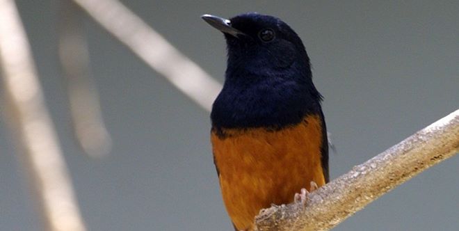 White-rumped_shama