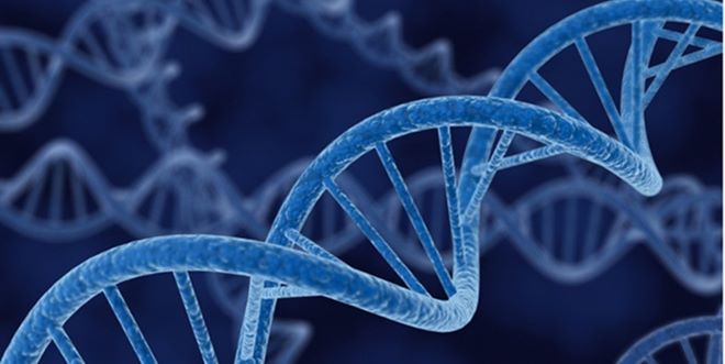 dnews-files-2015-10-genes-attraction-670-151019-jpg_700_460_c1