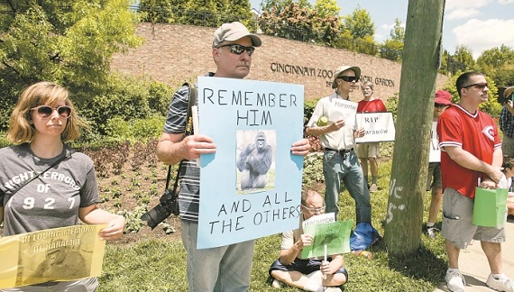 2016-05-30T205108Z_1896334473_TM3EC5U1ABR01_RTRMADP_3_OHIO-GORILLA_700_467_c1