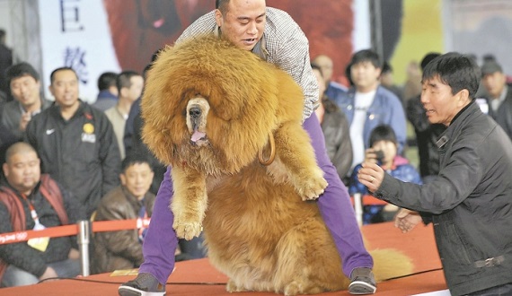 China_Tibetan_Mastiff_20160524b_700_474_c1