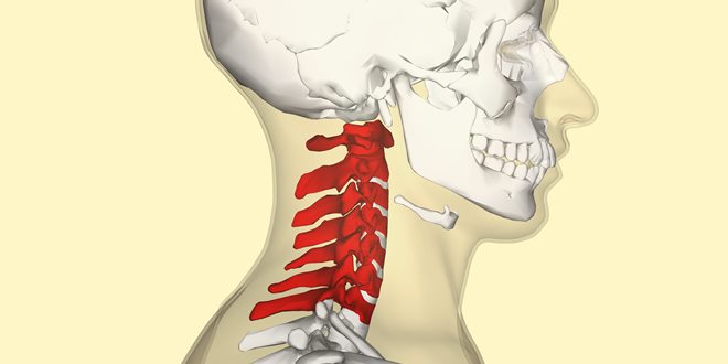Cervical_vertebrae_lateral2 (1)