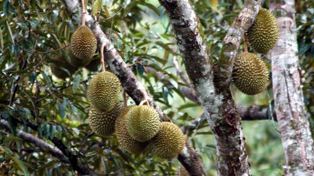20160728-msia-durian
