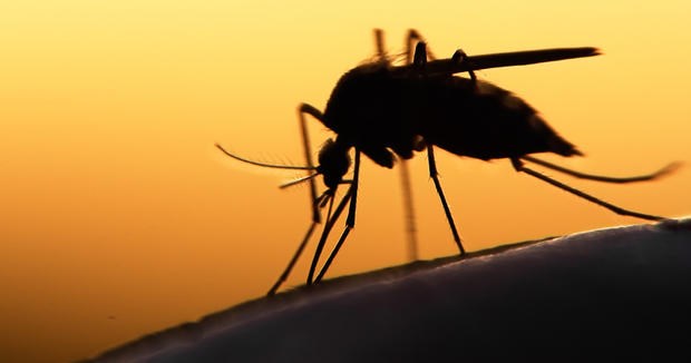 zika_mosquito