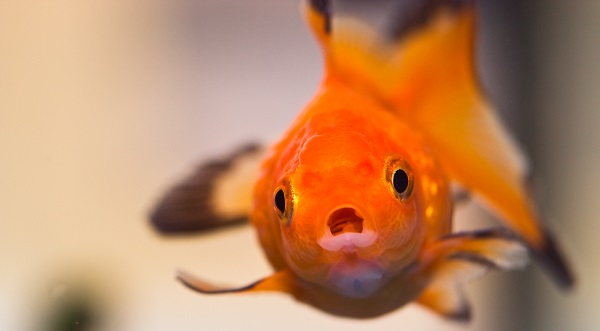 goldfish