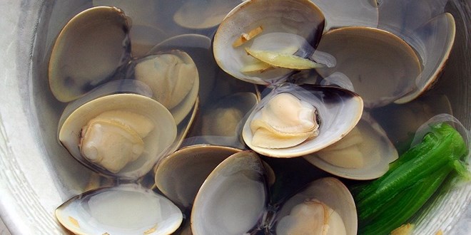 shellsoup