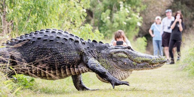 humback aligator