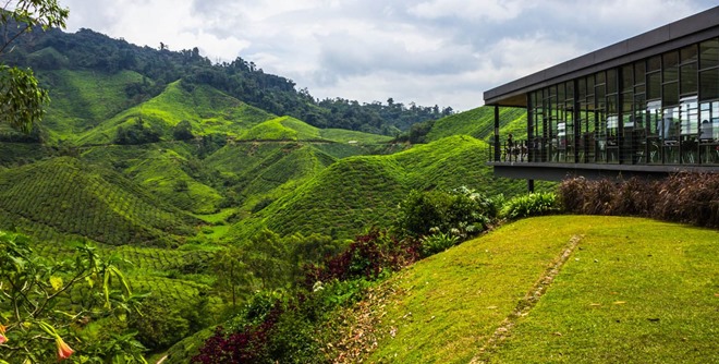 20150819-cameron-highlands-11