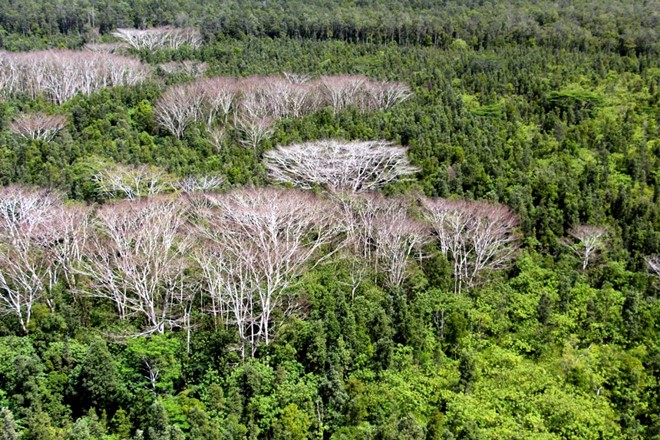 Albizia-treated-with-herbicide_BIISC-e1393300022889