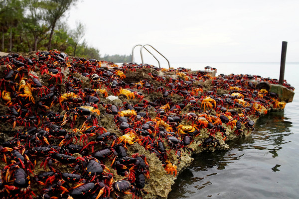 Crabs coming from the surrounding forests gather near the sea to spawn in Playa Giron, Cuba