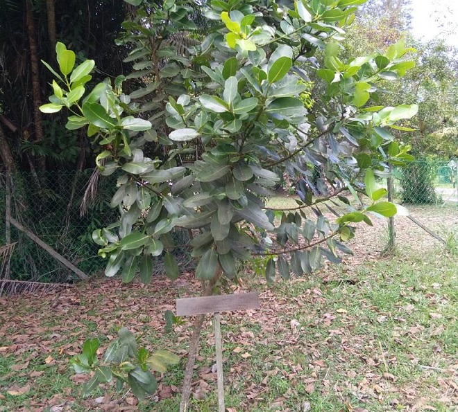 mh032504