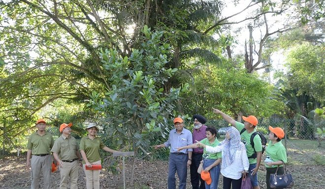 “南伯树”长得比成年人还高
