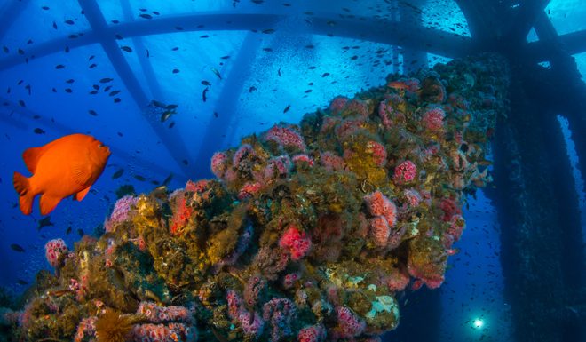 砂渔业局与国油联手 钻油台变身人造珊瑚礁!