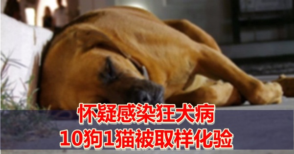 dog-645291_960_720