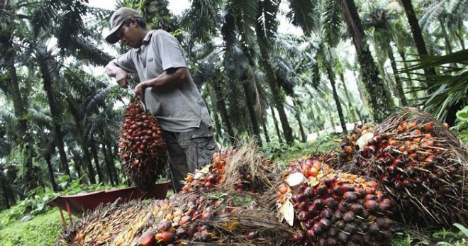 palm-oil-worker