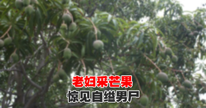 mango-tree_meitu_21