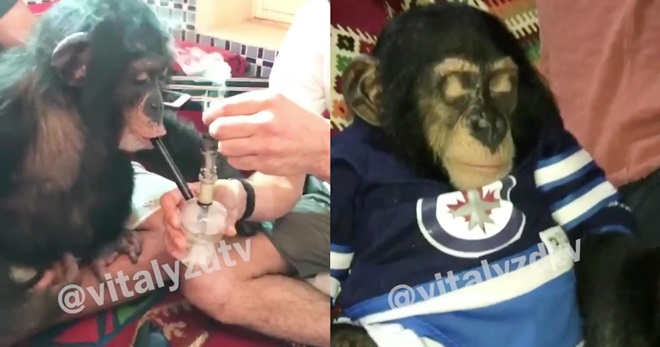 monkey-gets-stoned-by-vitaly