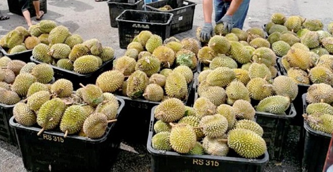 durian