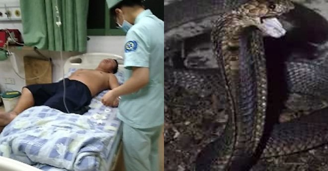 snake