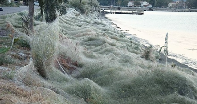 20180922-greecespiderweb