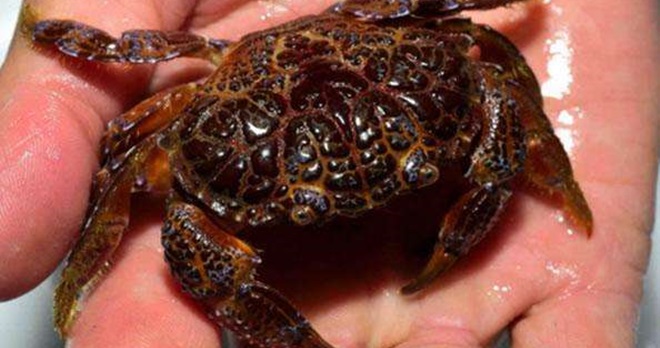 213940cc6475917_size33_w594_h420