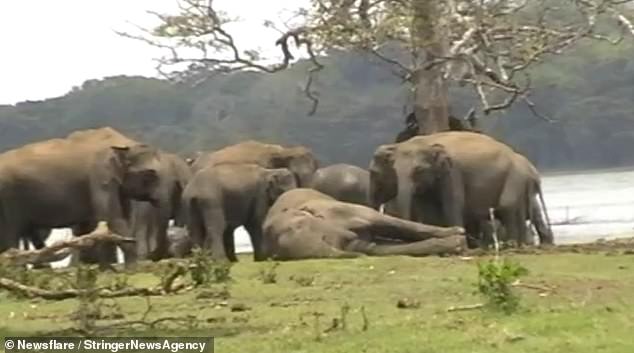 GRABS Elephants mourn dead leader