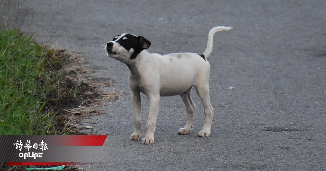 dog sg933a
